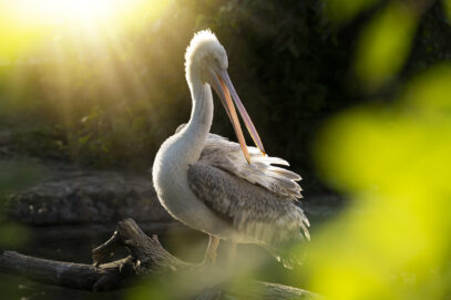 Im Schönbrunner Zoo werden Sommerabende wieder tierisch