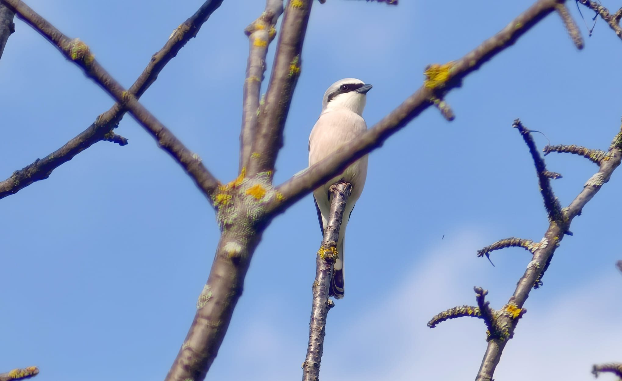 Bird-Watching für alle: Barrierefreie Vogel-Tour durch Wien