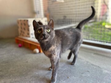 Notfellchen-Mittwoch: Valea sucht ein neues Zuhause