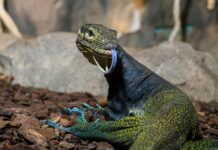 Prickelnd: Echsen und Schlangen zum Vatertag! Die Reptilien-Fütterung bietet aufregende Einblicke in die Welt von Dreifarbwaran, Tigerpython & Co (Bild: Haus des Meeres).