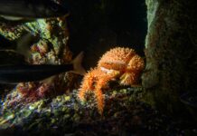 Einzigartige Kriechtiere aus den Tiefsee-Schluchten Die Stachelschwein-Krabben klettern selbst senkrechte Felswände geschickt auf und ab (Bild: Haus des Meeres).