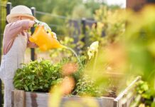 So werden Pflanzen im Sommer richtig gegossen Richtiges Gießen hilft Garten-, Balkon- und Zimmerpflanzen, heiße Sommertage besser zu überstehen. @ bellaflora/iStock