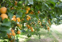 Süßer Sommer-Auftakt mit Wachauer Marillen-Ernte Die Marillenernte dauert rund drei Wochen @ Donau Niederösterreich