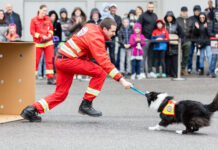 Blaulichttage im HUMA ELEVEN in der zweiten Runde Highlight sind die Hundeshows der Österreichischen Rettungshundebrigade @ Robert Fritz