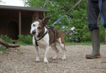 Unser Notfellchen der Woche: Boo sucht ein neues Zuhause Boo