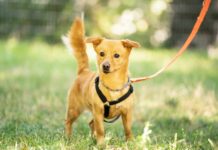 Unser Notfellchen der Woche: Ely sucht ein neues Zuhause Ely