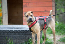 Notfellchen der Woche: Flopp sucht ein neues Zuhause Flopp