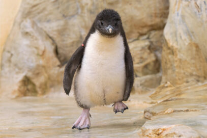 Zehnsation: Ein Pinguin-Küken kommt in Schönbrunn selten allein!