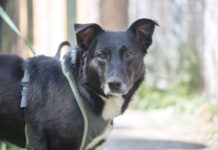 Rupi sucht ein neues Zuhause Rupi