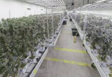 Giga-Fabrik in Liesing: Rekord-Schlag gegen Drogenmafia