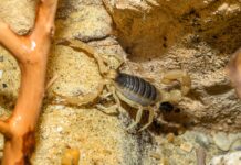 Der Neue im Haus des Meeres sorgt für viel Gänsehaut! Brrrr: Der haarige Wüstenskorpion (Bild: Haus des Meeres).