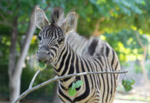 Fruchtbarer Zoo: Nachwuchs bei den Zebras Nachwuchs bei den Zebras im Zoo (Bild: Tiergarten/Daniel Zupanc).