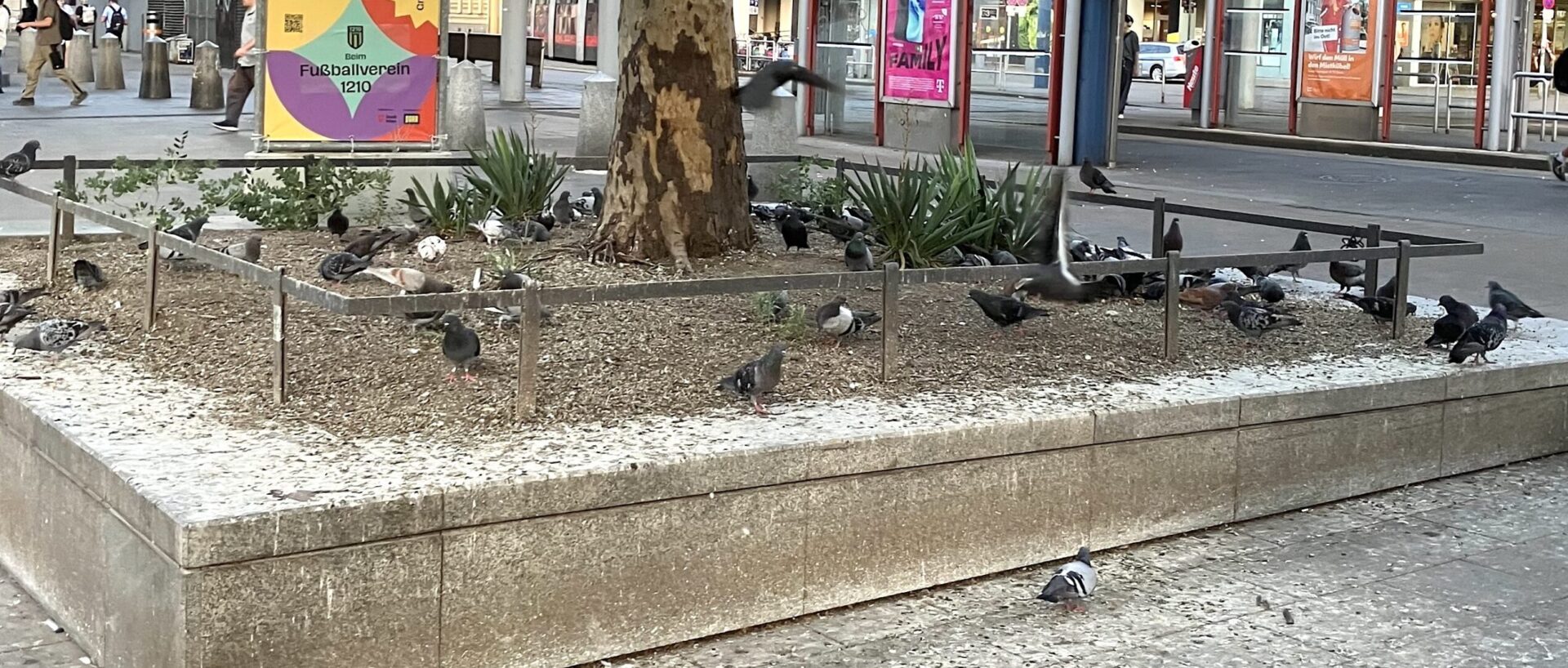 Tauben-Problem am Vorplatz der S-Bahn Floridsdorf (Bild: ZVG).