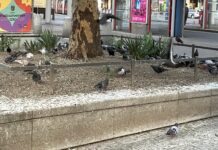 Leser berichtet von Tauben-Plage, Dreck & Kot! Tauben-Problem am Vorplatz der S-Bahn Floridsdorf (Bild: ZVG).