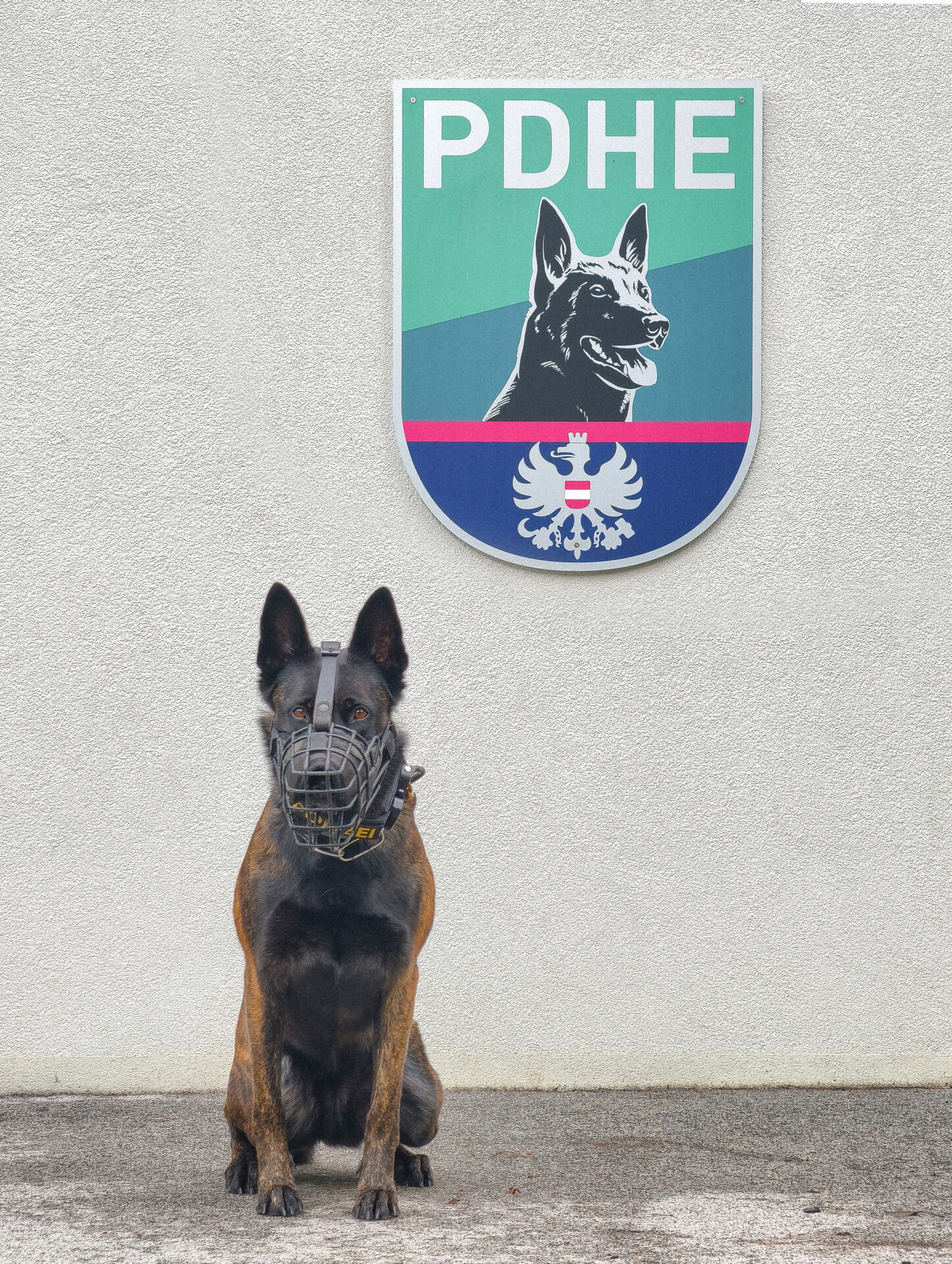 Diensthund Karla halb bei der Erstürmung der Wohnungen (Foto: Polizei).