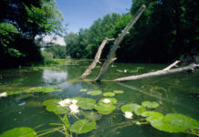 Die erste Abstimmung über den “Fluss des Jahres” Die Donauauen bei Stopfenreuth (Bild: P. Huber/4nature).