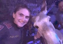 Die irre Gürtel-Jagd auf die Wiener Ausreißer-Esel! Die Hosen-Runter-Rettung der Polizei! © LPD Wien