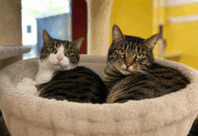 Notfellchen der Woche: Miki & Ragnar suchen ein neues Zuhause Miki und Ragnar