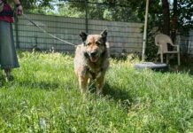 Unser Notfellchen der Woche: Peter sucht ein neues Zuhause Peter
