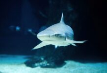Rote Fahne: Haifisch-Alarm mitten in der Stadt Der Schwarzspitzen-Riffhai zieht langsam seine Runden (Bild: Haus des Meeres).
