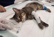 Halter warfen verletzten Kater vor Kirche weg!