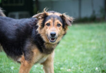 Unser Notfellchen der Woche: Willy sucht ein neues Zuhause Willy