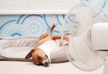 Hundstage: So schützen Sie Ihren Vierbeiner Hund vor Ventilator