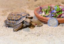 Die kleinste Land-Schildkröte zieht ins Haus des Meeres So winzig ist die Flachschildkröte (Bild: Haus des Meeres).