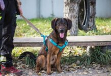 Unser Notfellchen der Woche: Bacon sucht ein neues Zuhause Bacon