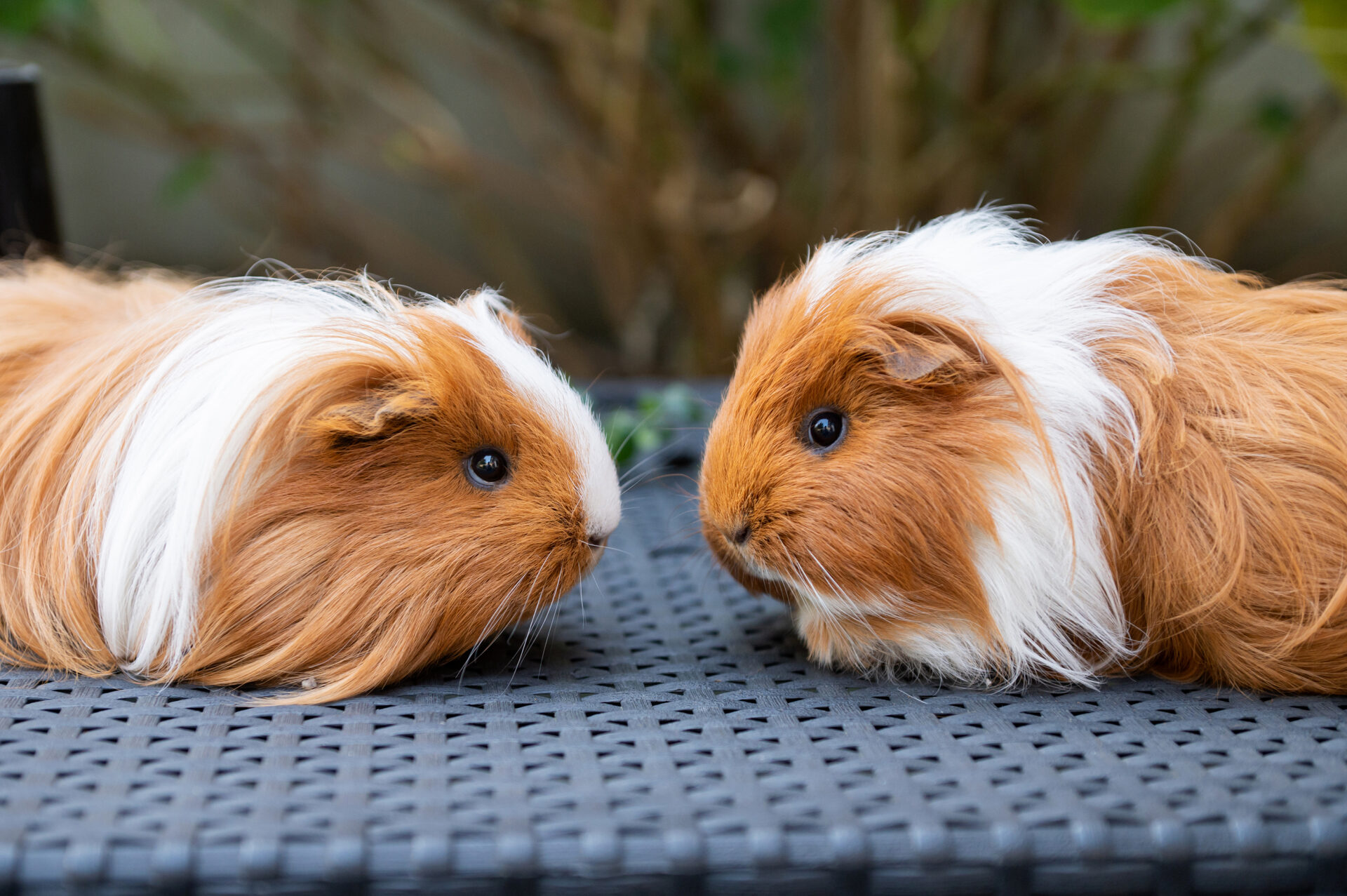 ORF extra Tieraktion