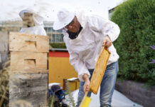 185 Kilo Honig: Bienen-Boom neben Müllverbrennung Die süßeste Energie-Erzeugung (Bild: Wien Energie/Jeannine Pöll).
