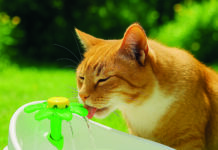 So kommen Katzen gesund durch heiße Sommertage Katze Trinkbrunnen