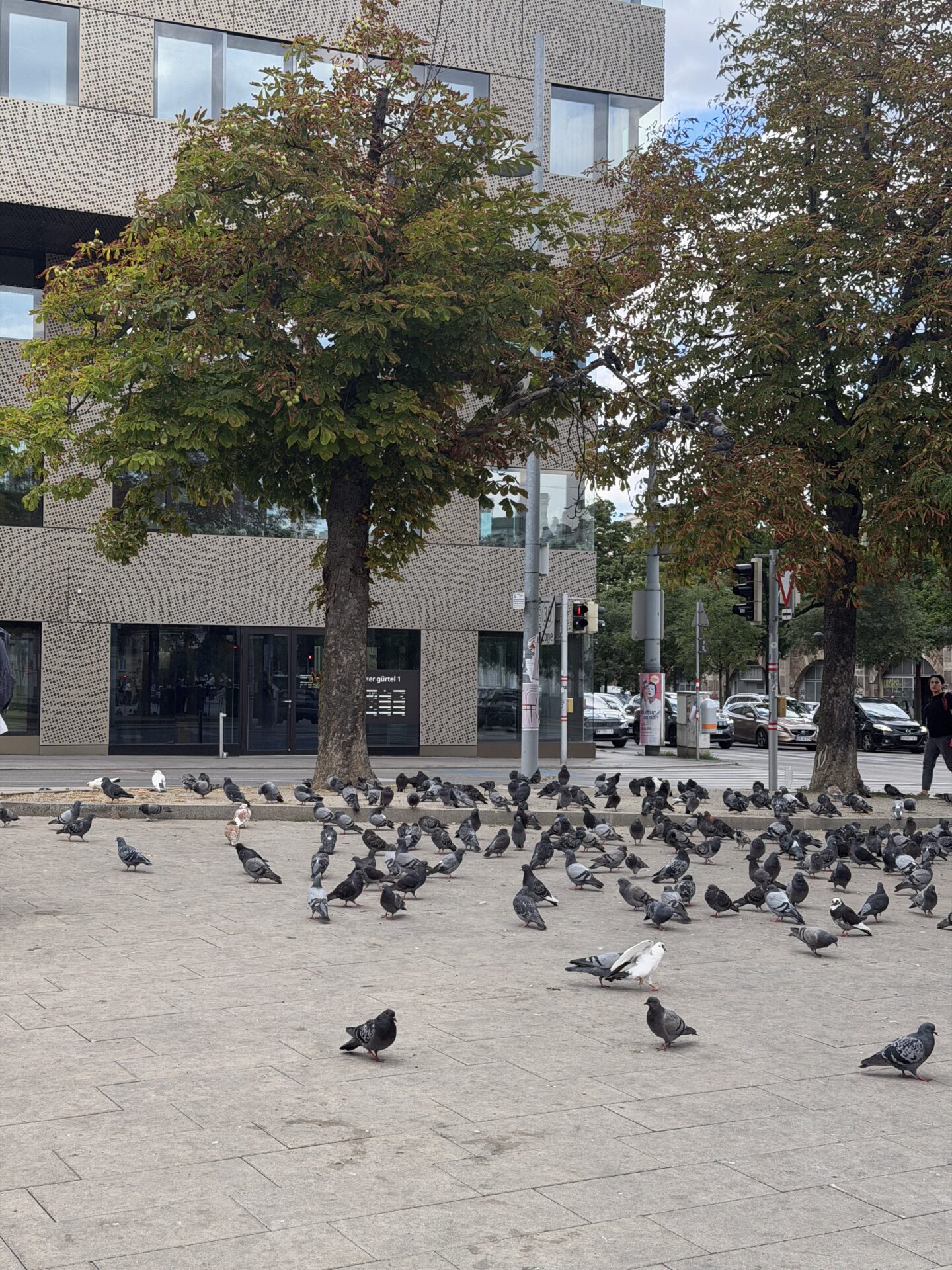 Heftige Tauben-Invasion bei der U6-Station (Bild: BV 16).