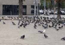 Tauben-Invasion auf mehreren Bezirksplätzen! Arge Tauben-Invasion bei der U6-Station (Bild: BV 16).