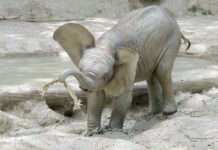 Hitze: Elefantenbaby-Bulle entdeckt das Badevergnügen Der kleine Elefant kühlt sich mit Wasser, Schlamm und Sand © Daniel Zupanc