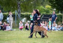 Polizei-Diensthunde zeigen, was sie alles draufhaben Die Polizei-Hunde beim WienXtra-Ferienspiel sind der Hit (Bild: Polizei).