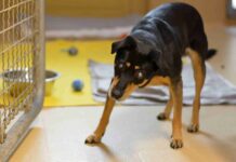 Unser Notfellchen der Woche: Rico sucht ein neues Zuhause Rico
