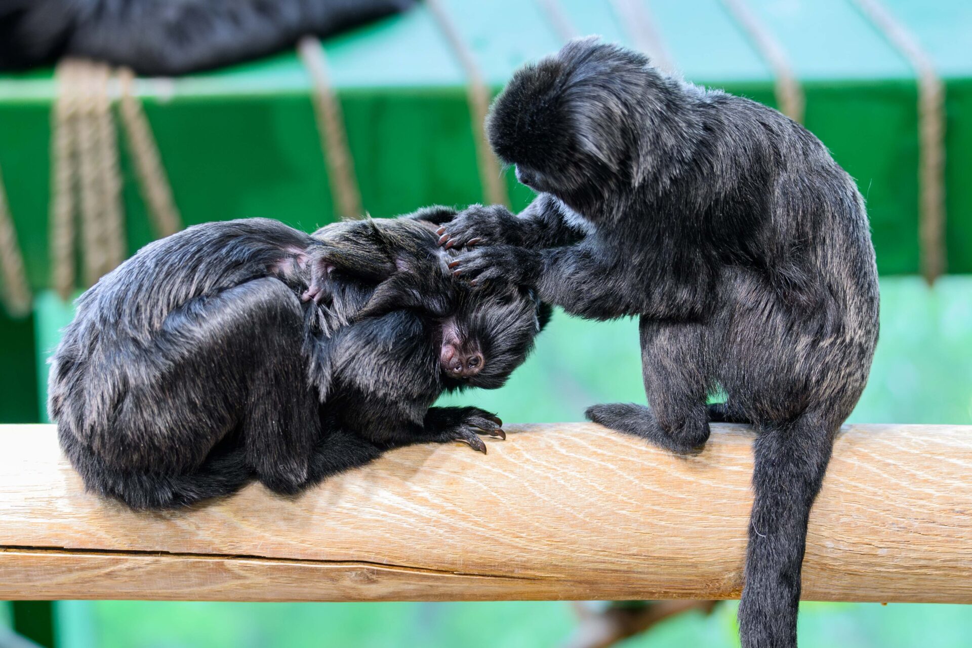 Springtamarin-Nachwuchs im Haus des Meeres