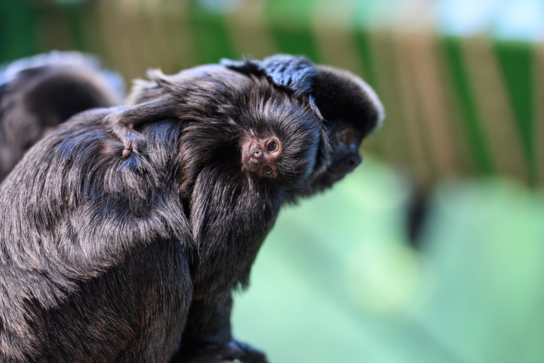 Springtamarin-Nachwuchs im Haus des Meeres