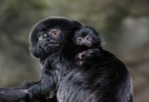 Süßer Affennachwuchs im Haus des Meeres Springtamarin-Nachwuchs im Haus des Meeres