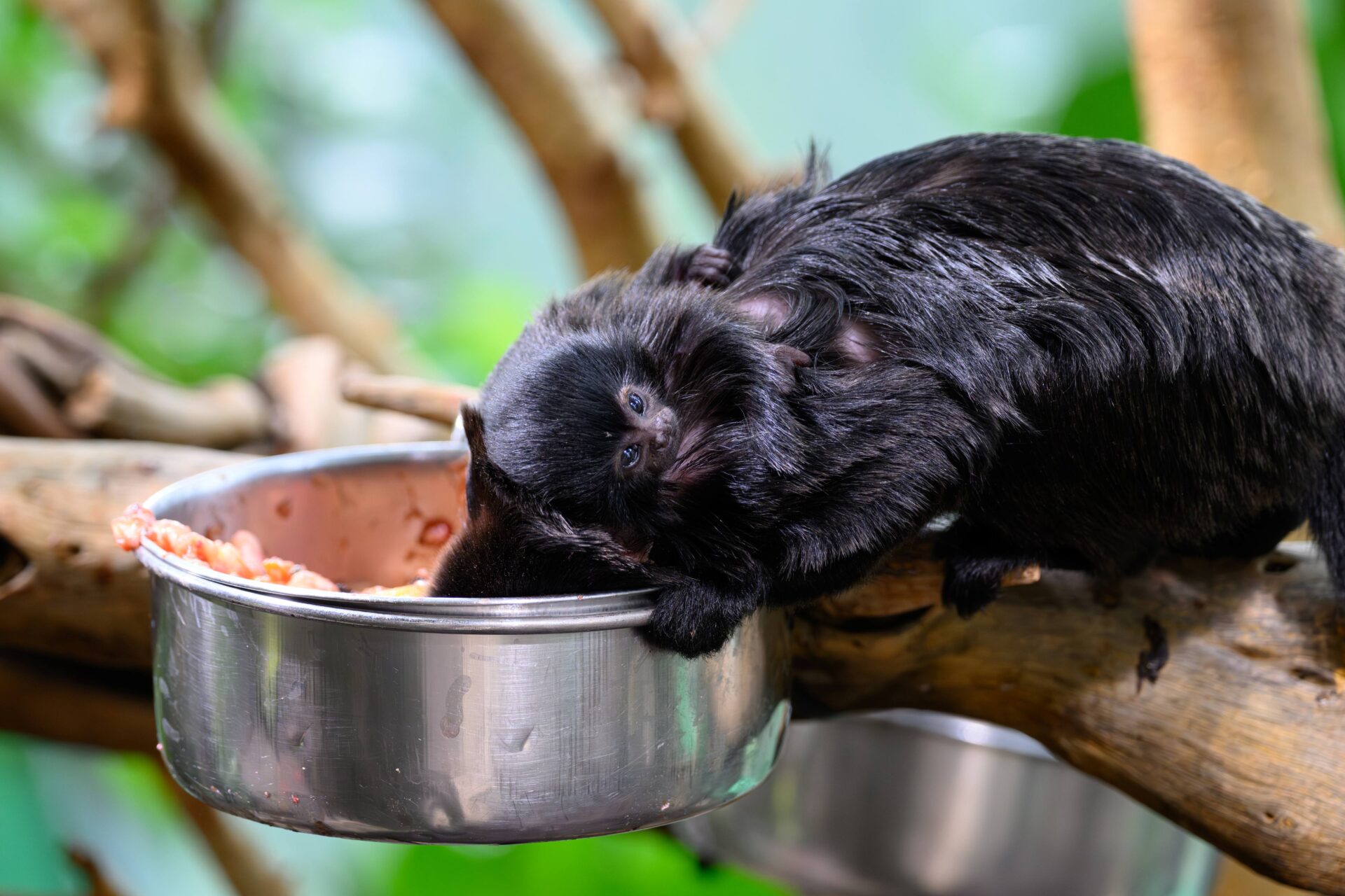 Springtamarin-Nachwuchs im Haus des Meeres
