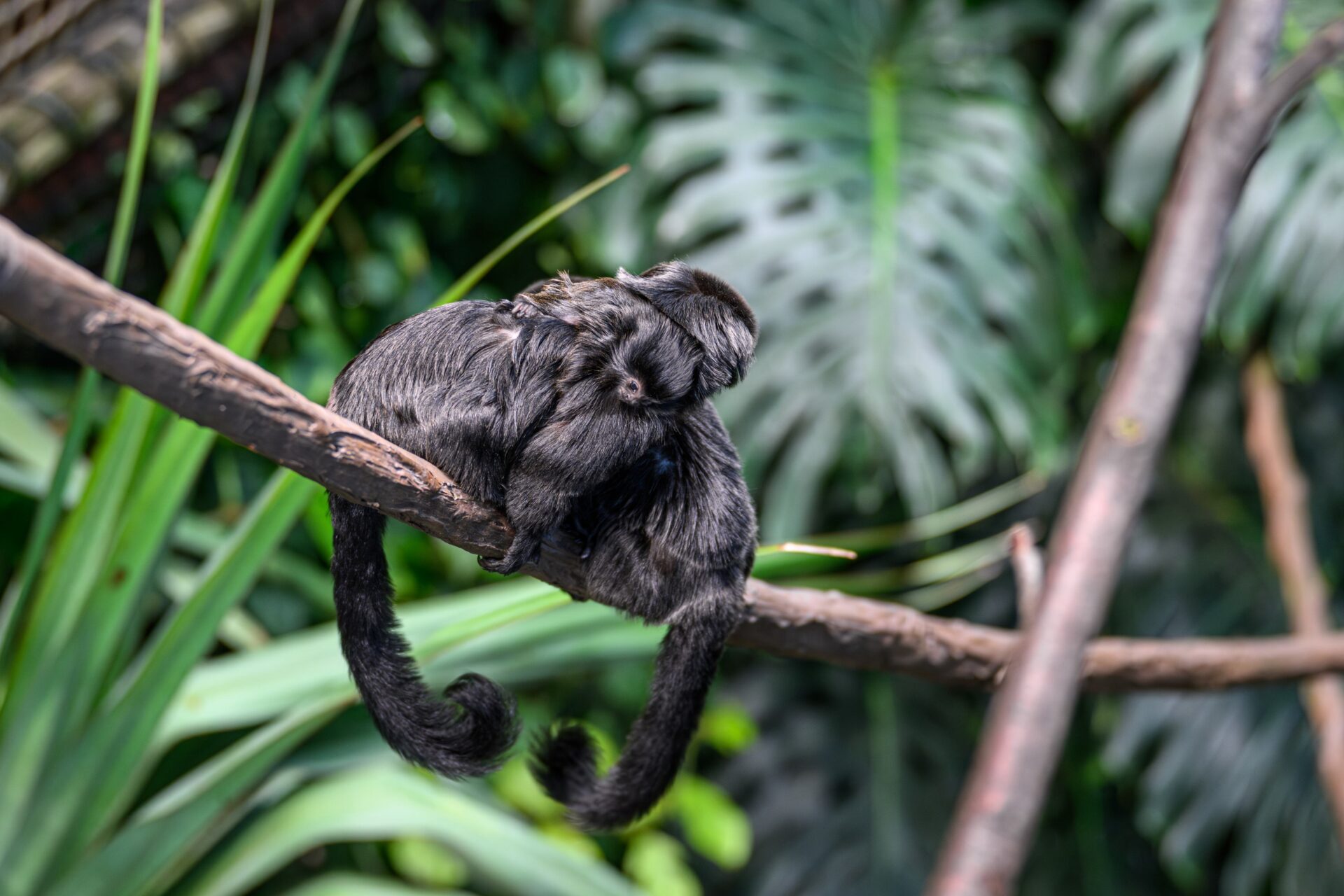 Springtamarin-Nachwuchs im Haus des Meeres