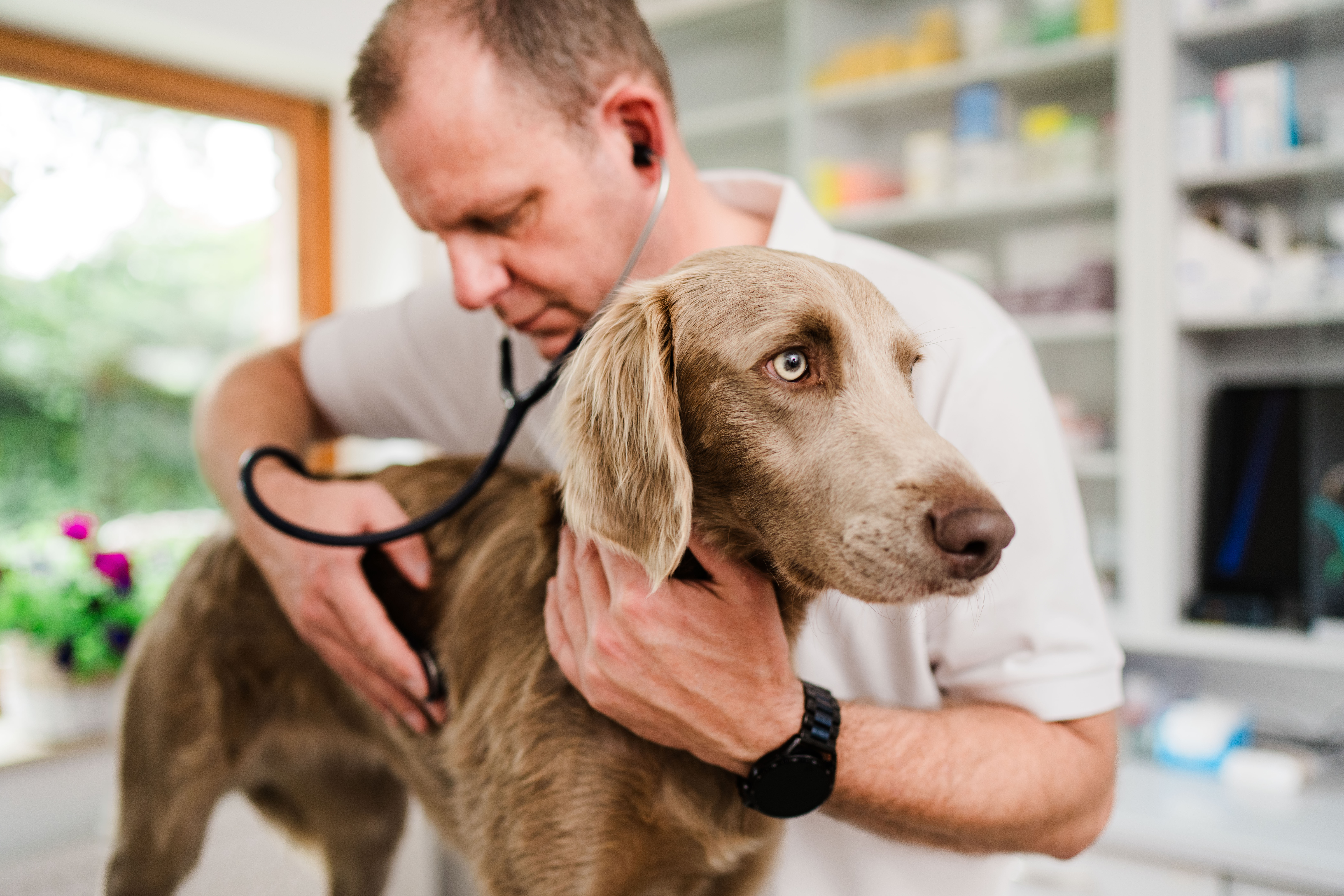 Dr. med. vet. Stefan Knoop