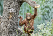 Schönbrunns “Waldmenschen” sind echte Wipfelstürmer Die Orang-Utans in Schönbrunn wollen gerne hoch hinaus © Daniel Zupanc