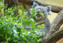 Koalas speisen Spezialitäten aus der Steiermark Bei den Koalas kam die Testlieferung des steirischen Eukalyptus gut an. © Daniel Zupanc