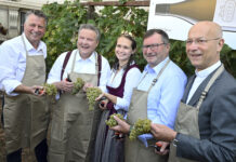 Wenig Trauben, viel Geschmack im Wiener Wein Weinlese im kleinsten Weingarten Wiens