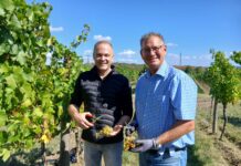Prominenter Helfer bei Weinlese am Bisamberg Winzer Rainer Christ mit Georg Papai (Bild: BV 21).