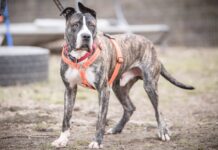Unser Notfellchen der Woche: Benjamin sucht ein Zuhause Benjamin