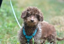 Unser Notfellchen der Woche: Buddy sucht ein Zuhause Buddy