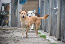Unser Notfellchen der Woche: Claire sucht ein neues Zuhause Claire